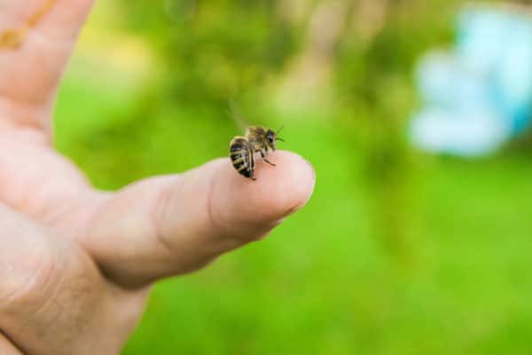 Stinging bee