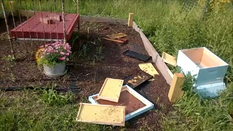 Hive after a bear attack