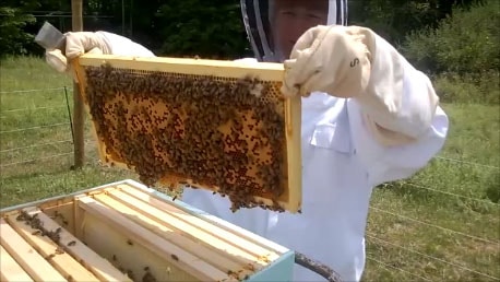 Inspeksjon av en ramme med bier og brød i biavlbeskyttende klær
