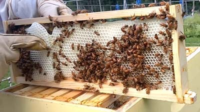 Fixing comb on foundationless frame