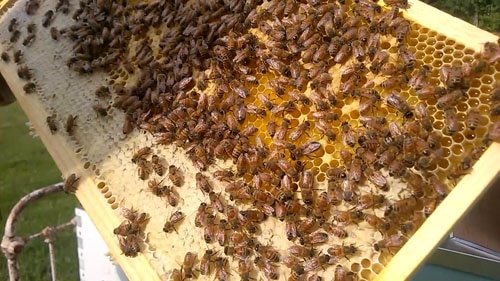 Bees on a honey frame