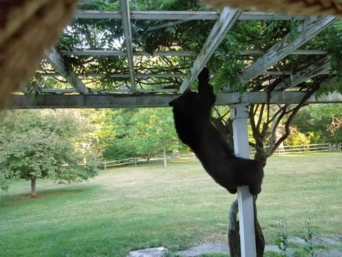 Bear climbing