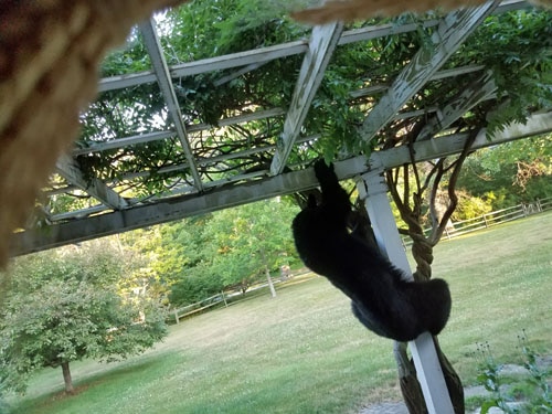 Bear climbing