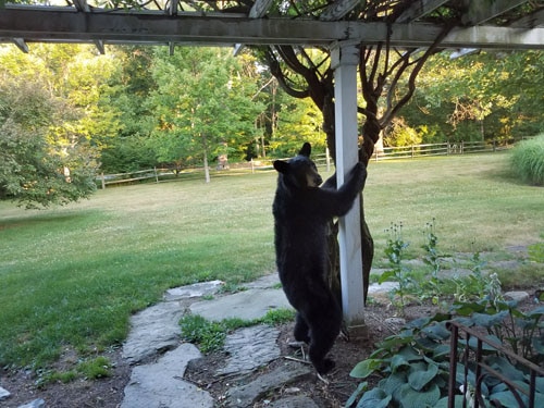 Bear after climbing down