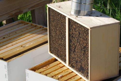 Where To Buy Bees | A Beginner’s Guide To Buying Honey Bees