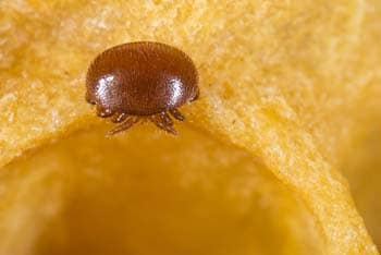Comparing Varroa Mite Treatments (What Beekeepers Use)