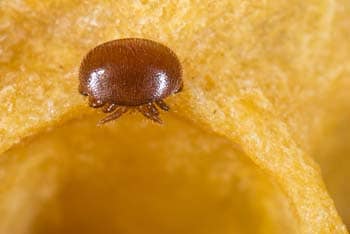 Varroa destructor mite