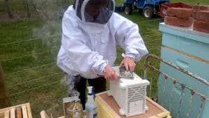 Bee package installation