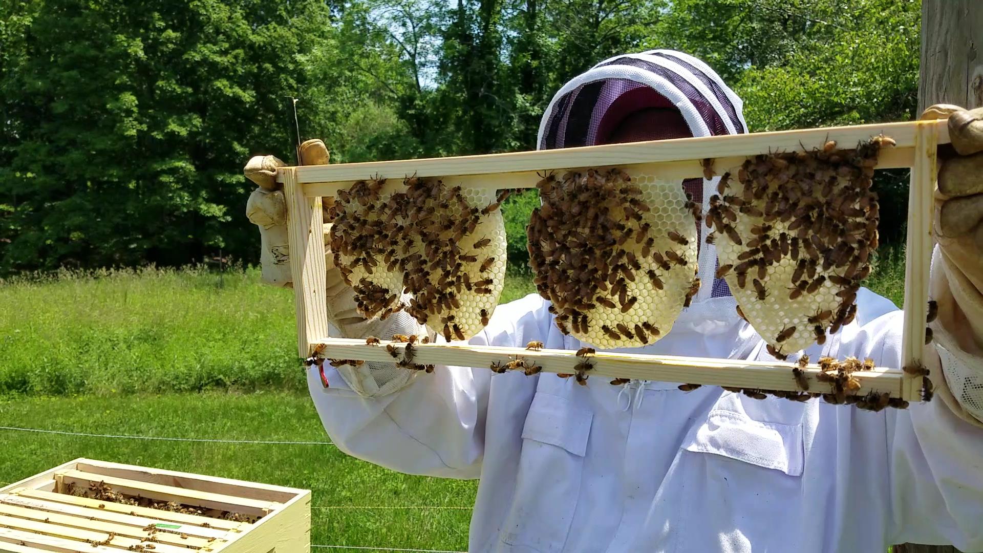 Bees drawing comb on foundationless frame