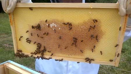 Bees and nectar on plastic foundation