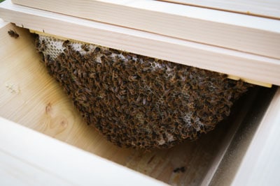 Bees on comb in TBH