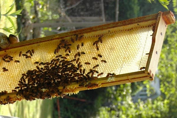 Beeswax foundation