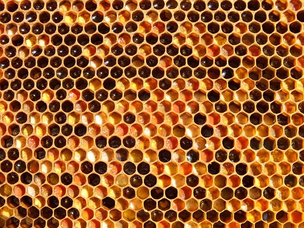 Bee bread