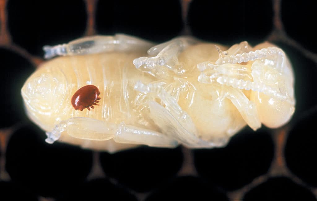 Varroa mite on bee larva