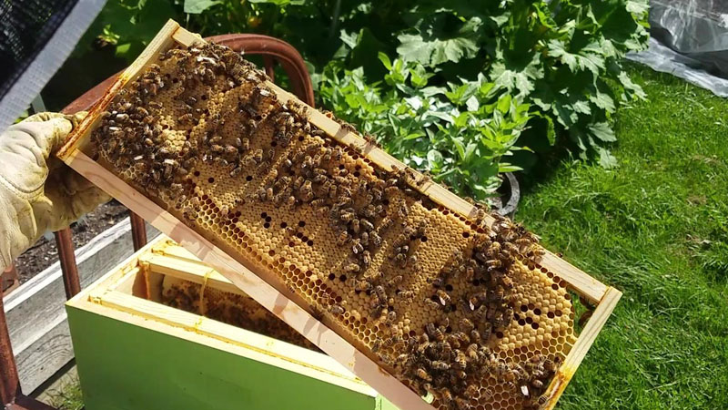 Capped brood with nectar in the corners