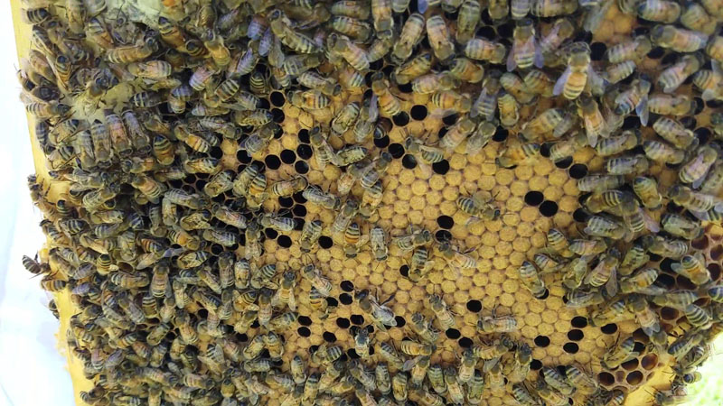 Capped brood