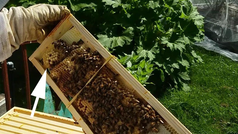 Capped drone brood - larger convex cells