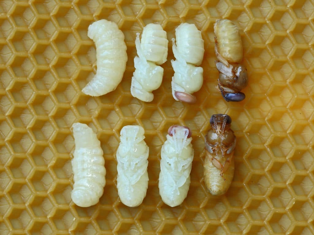 Stages of drone pupae