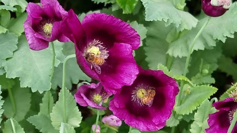 Foraging bees