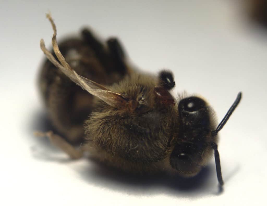 Honey bee with Deformed Wing Virus