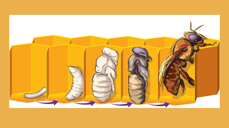 Honey Bee Life Cycle - bee reproduction