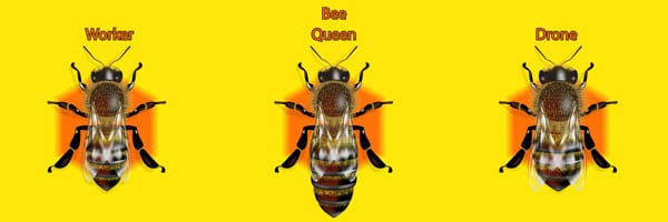 Comparison of queen, drone and worker sizes