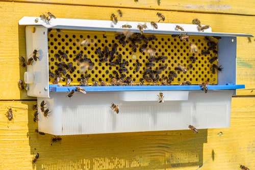 Pollen trap