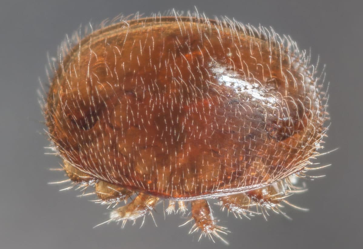 Varroa mite