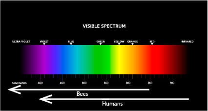 Bee vs Human visible color spectrum