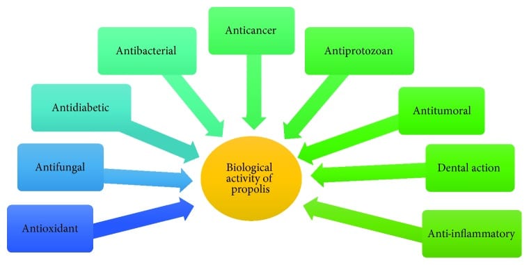 Biological activities of propolis chart