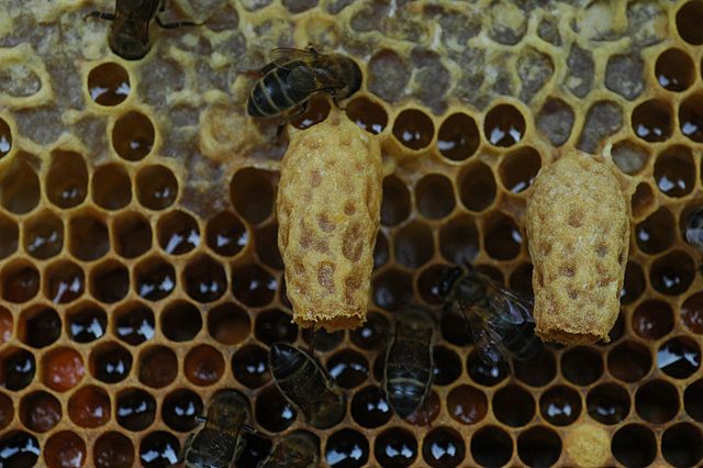 Queen cells may indicate a hive is queenless