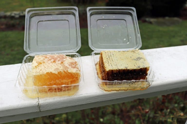 Can You Eat Honeycomb? | How To Eat Honeycomb