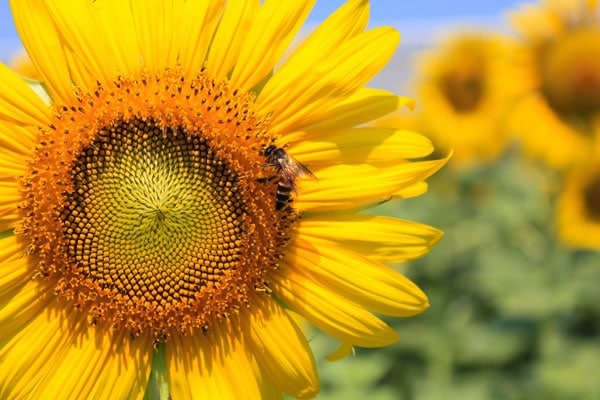 A honey bee visits a gorgeous sunflower