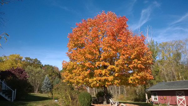 Maple tree in fall