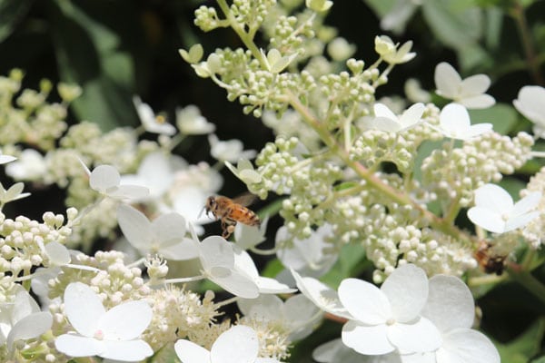 Bee on our panicle hydrangea