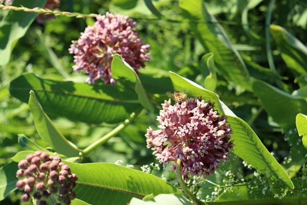 One of our honey bees on milkweed