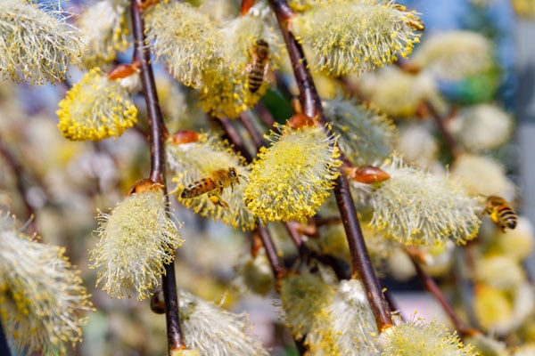 Bees on weeping pussy willow
