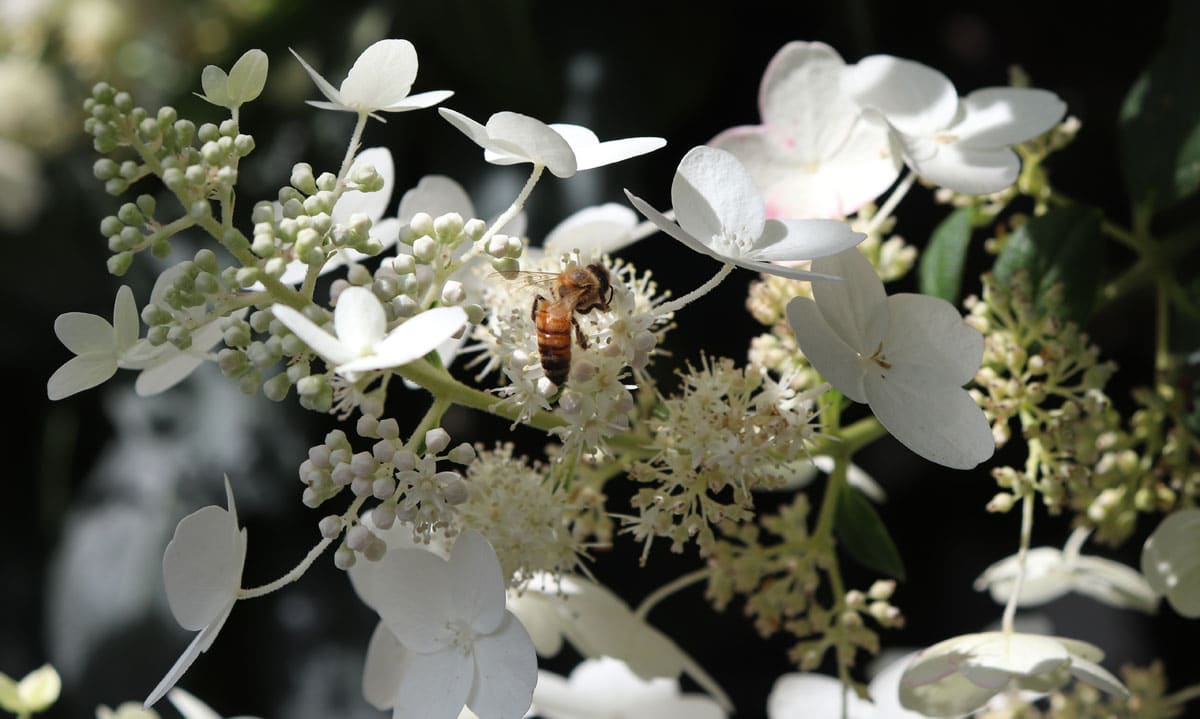 Honey bee foraging