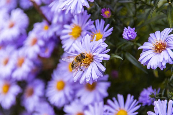 Honey bee on blue aster