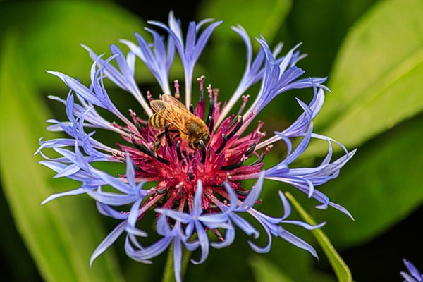 Honey bee on mountain bluet