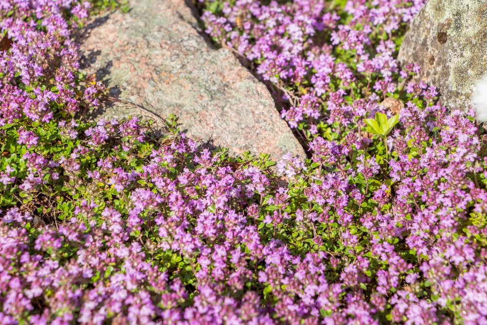 Red flowering thyme
