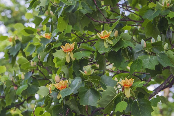 Tulip tree flowers