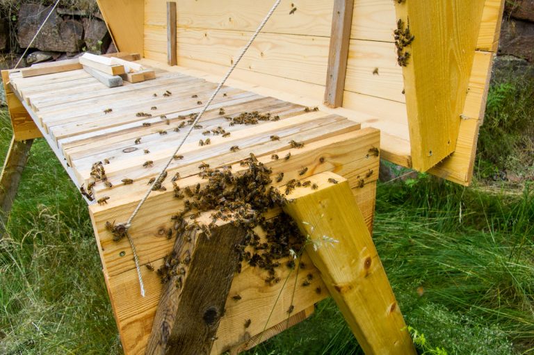 What Is A Horizontal Hive?