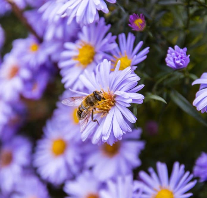 11 Great Plants For Honeybees