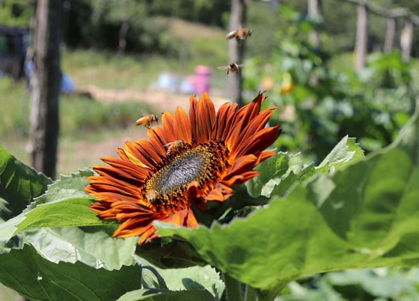 Honey bees on sunflower