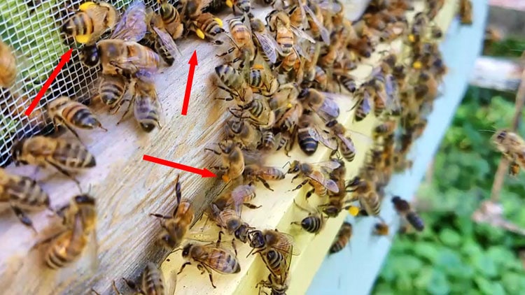 Pollen baskets