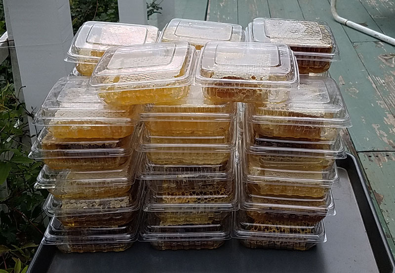 Comb honey we harvested