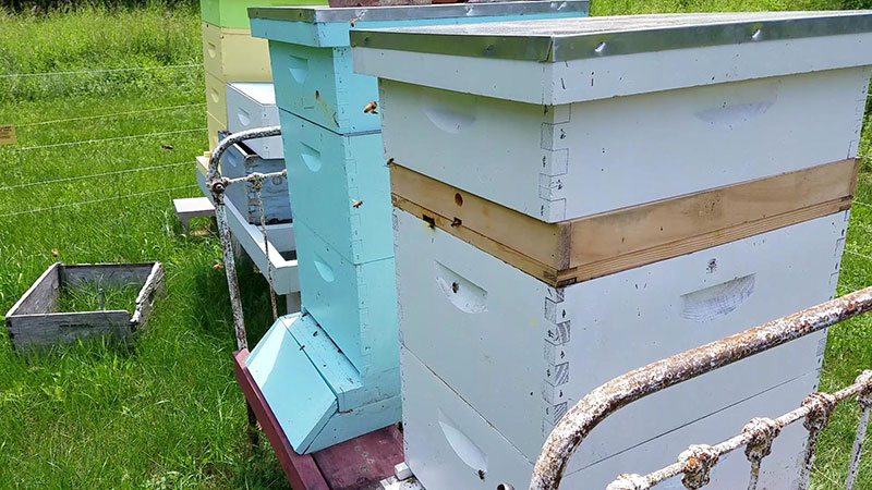 best beehive for beginners