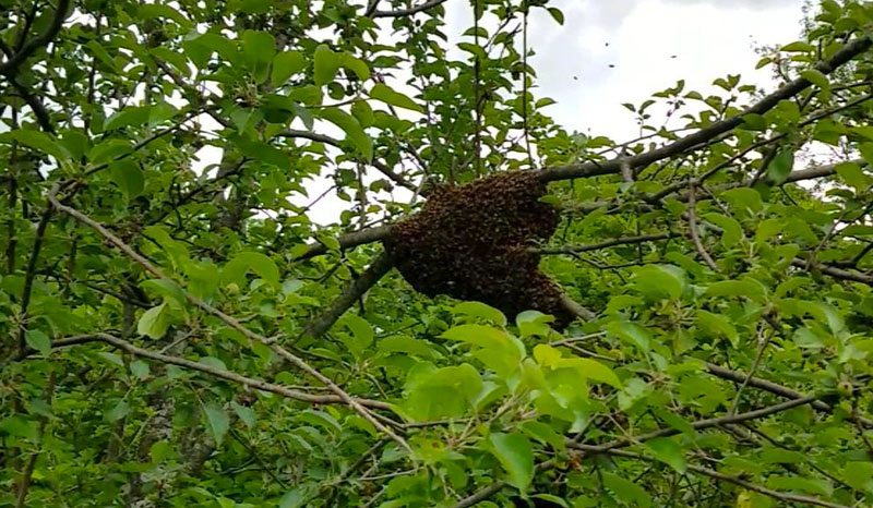 Bees clustered on a tree branch