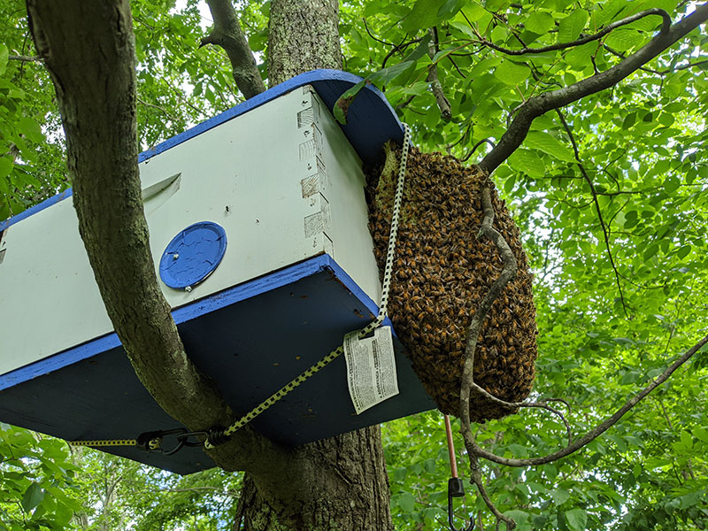 Swarm trap with bees on the outside